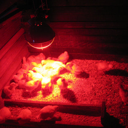 50w Reptile And Poultry Infrared Heat Lamp Bulb E27 Edison Screw - Energy Light Bulbs - Free delivery on all orders